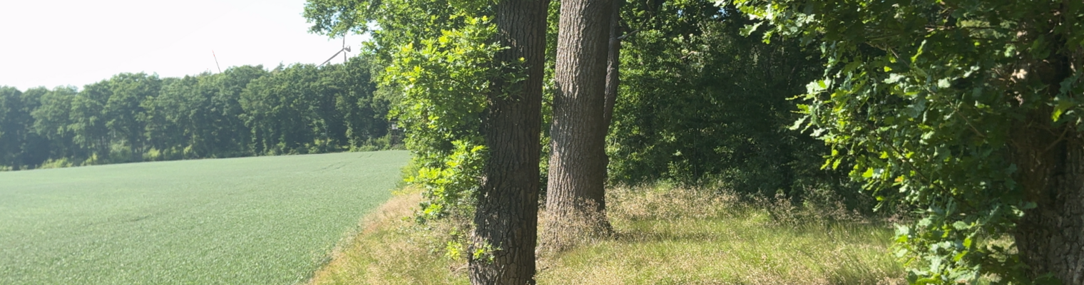 Waldrand mit Blick auf ein Feld und Windenergieanlagen im Wald am Horizont.